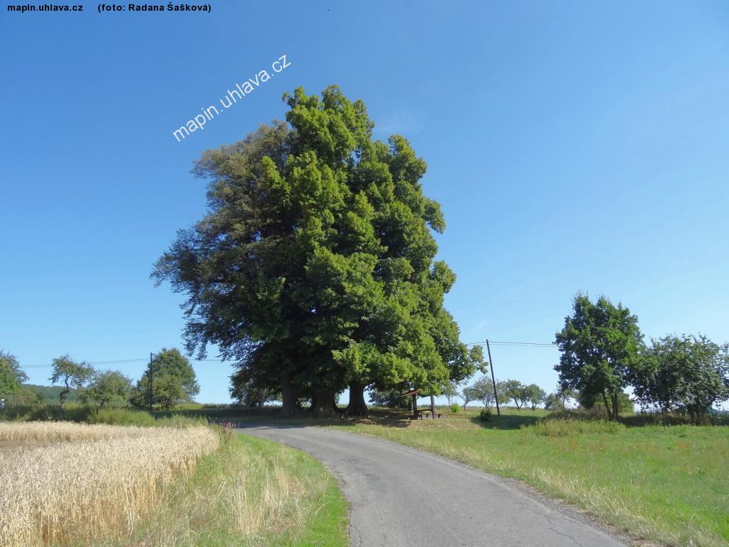 Radana �a�kov�