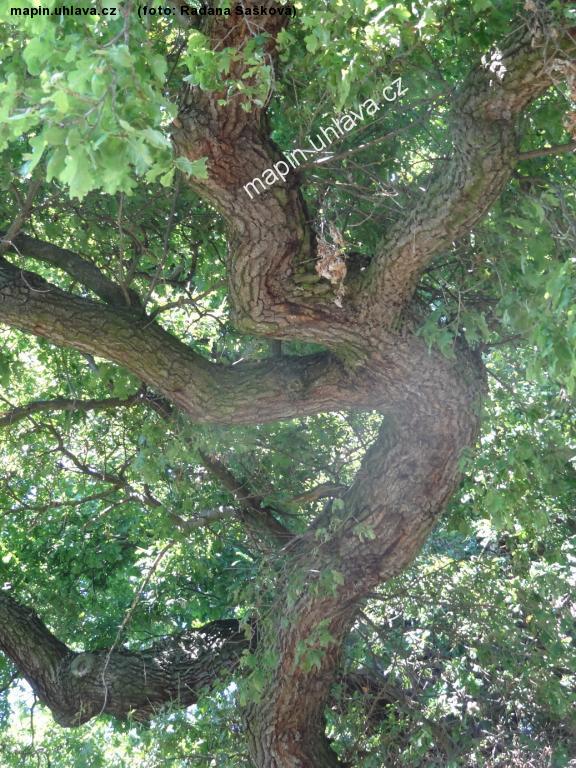 Radana �a�kov�