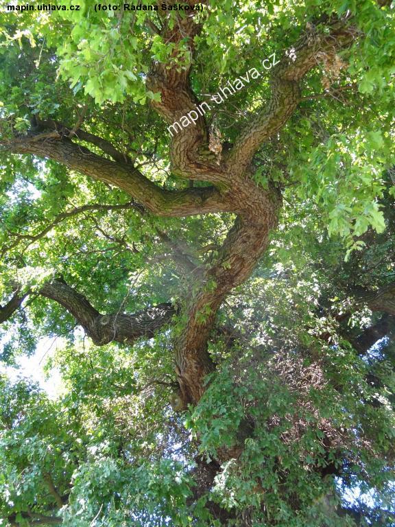 Radana �a�kov�