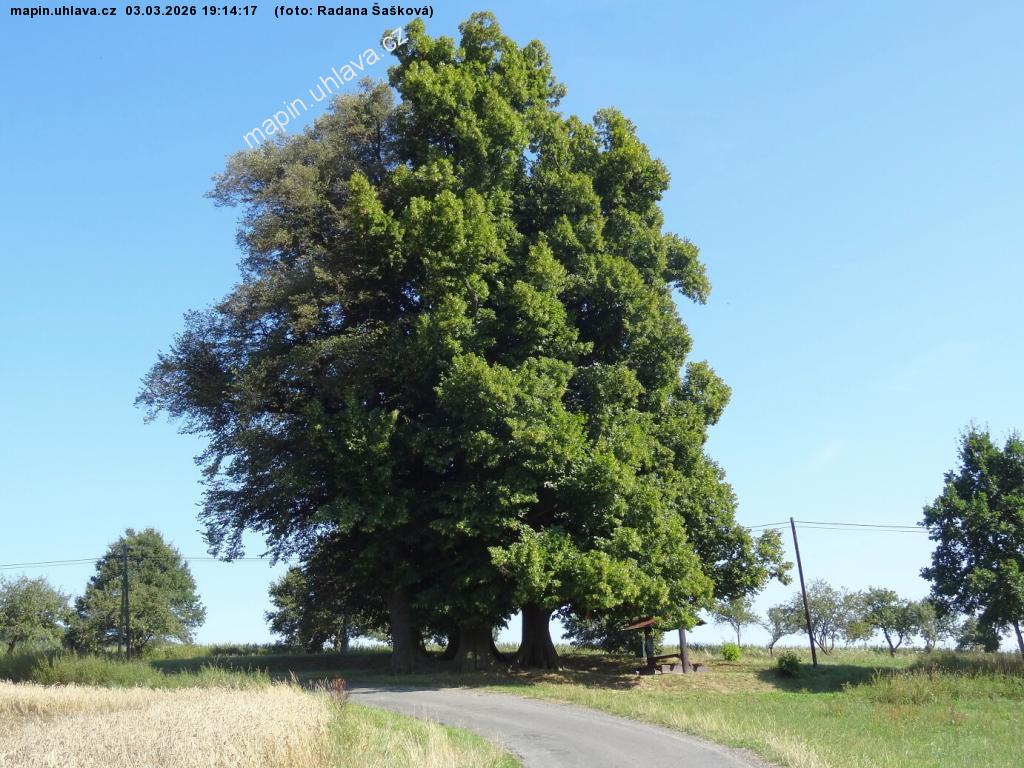 Radana �a�kov�