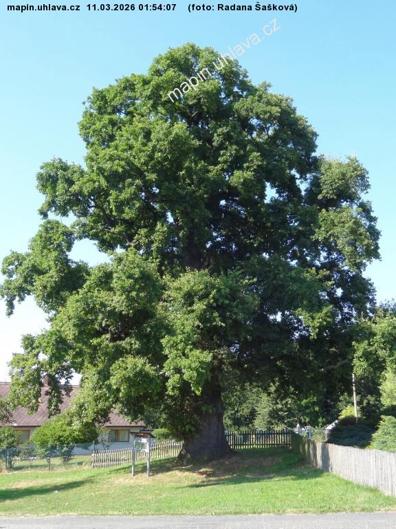 Radana �a�kov�